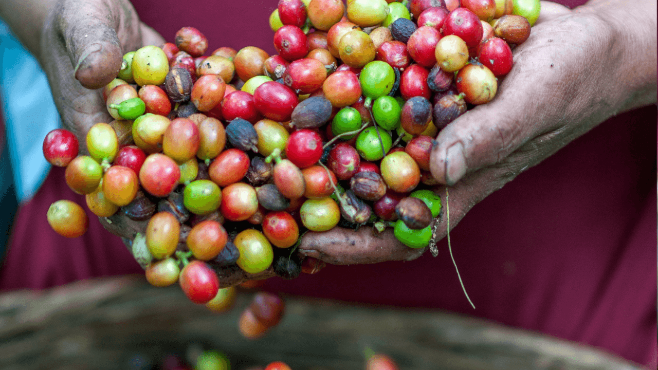 Café de El Salvador: Guía de granos y notas de sabor