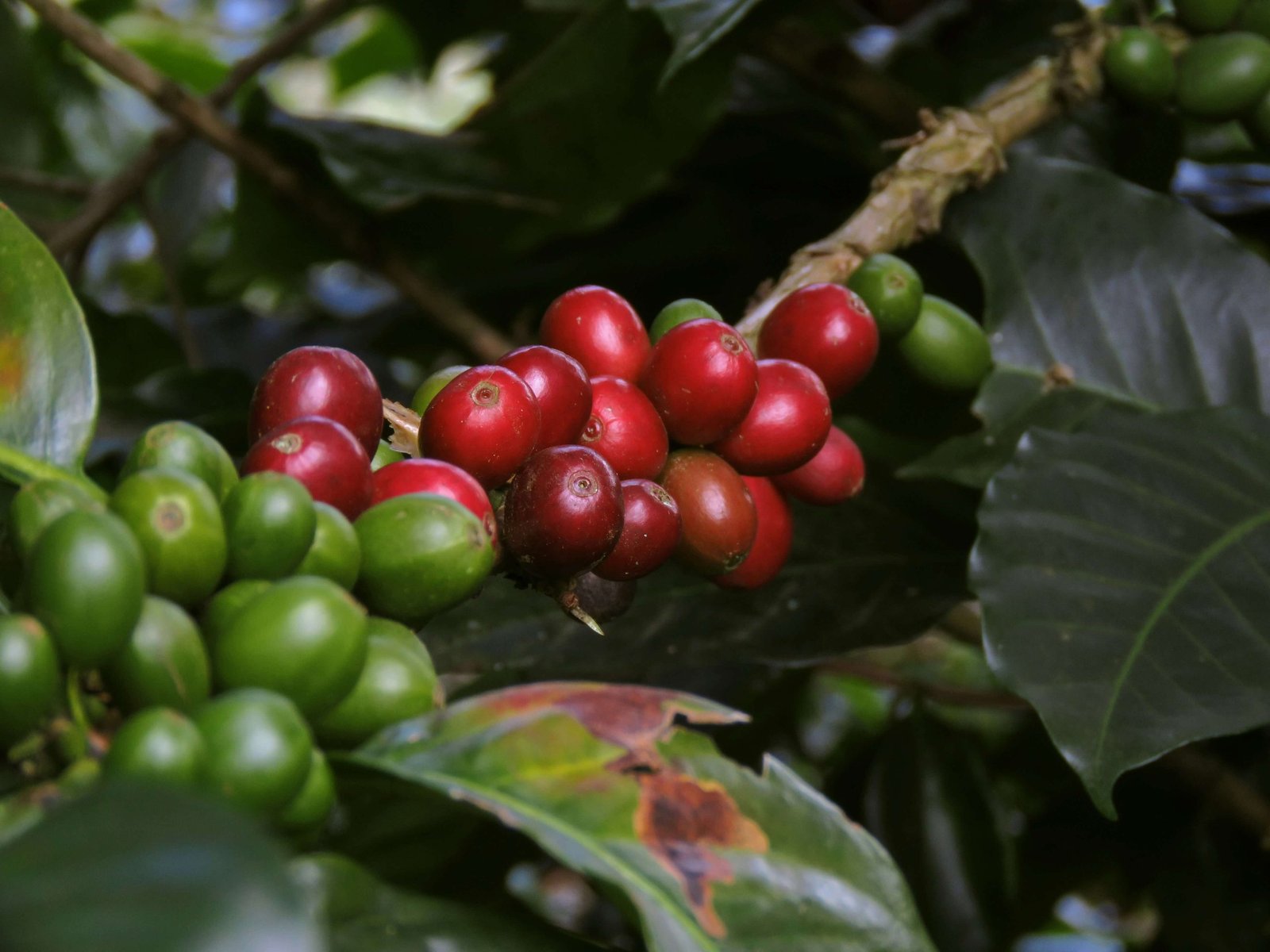 Granos de café colombiano Medellín Supremo