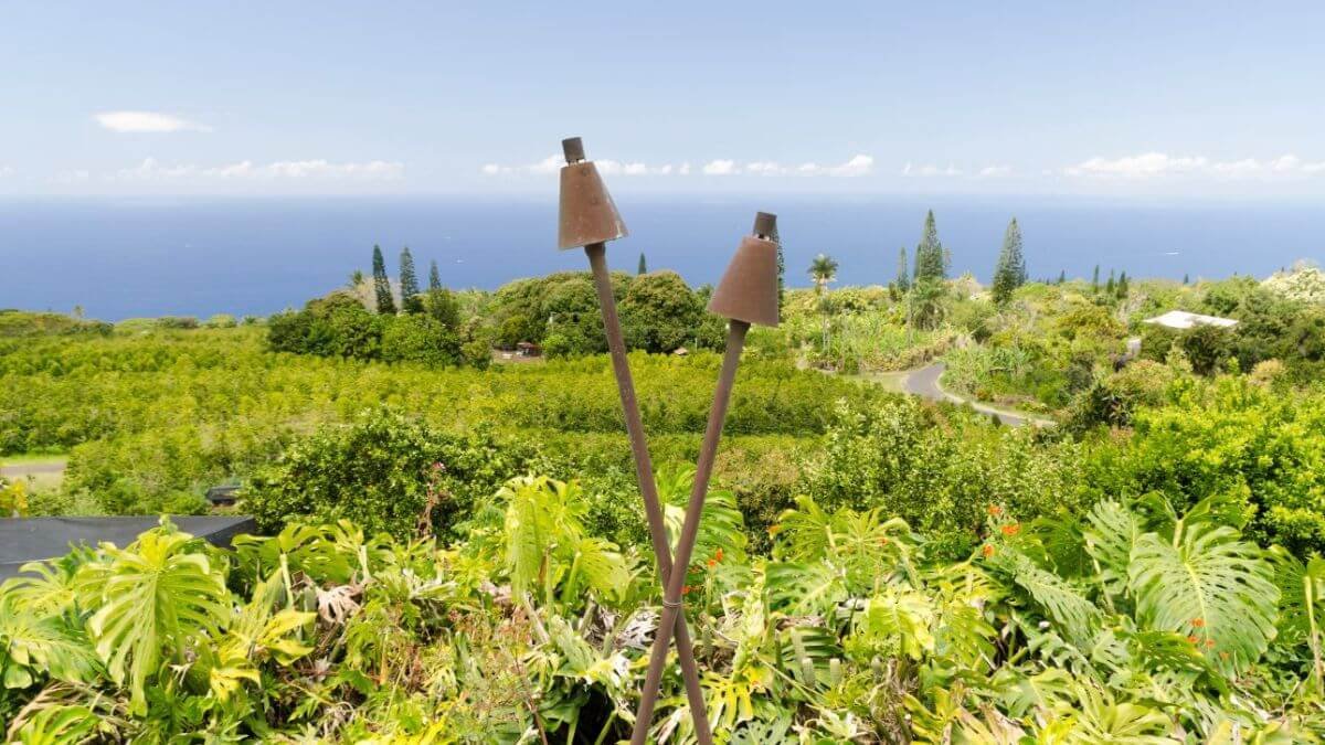 Café de Hawaii: Guía completa cafés hawayanos