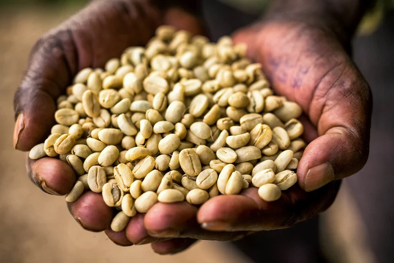 Café Sidamo Etiopía: Guía completa del café Sidamo etíope