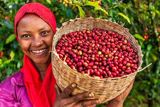Café Yirgacheffe Etiopía: Guía completa del café Yirgacheffe etíope