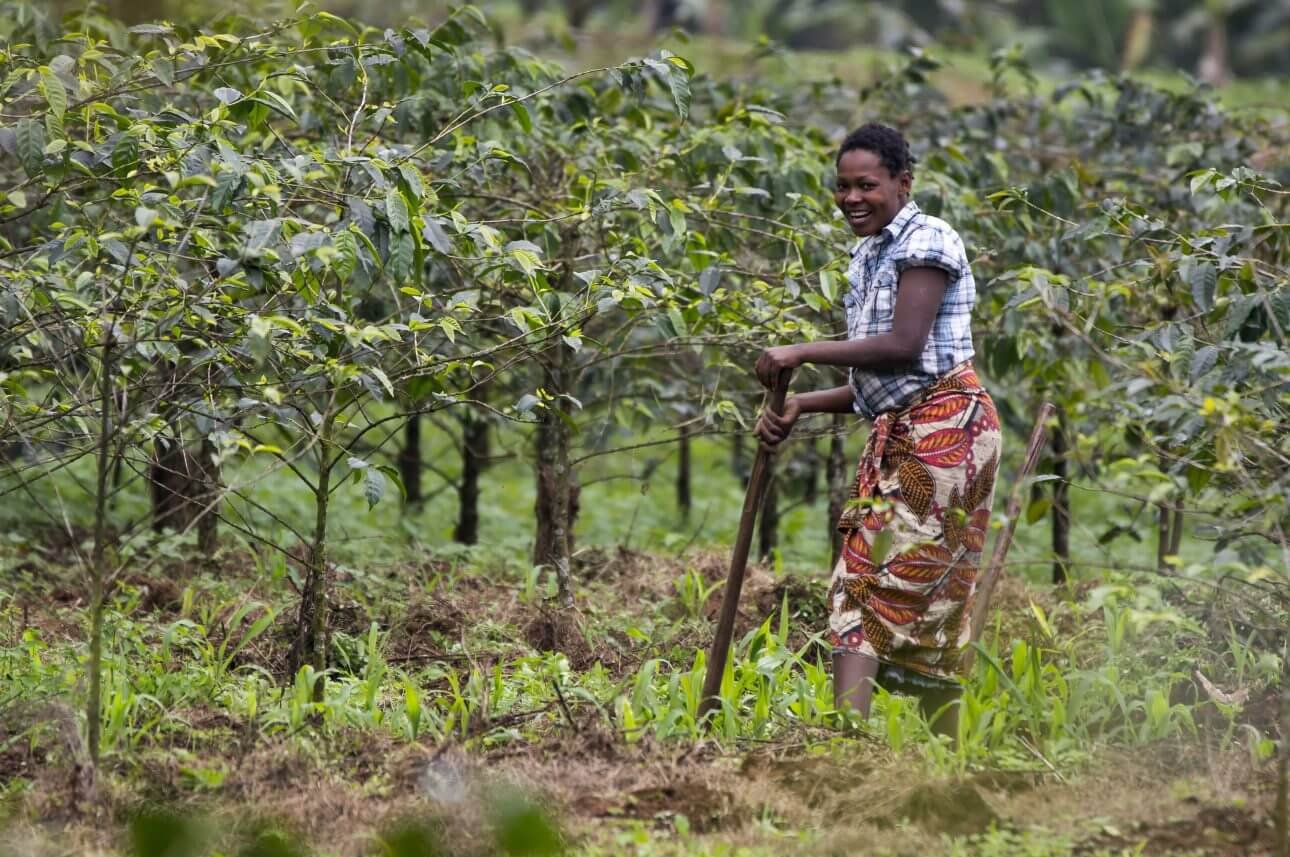 Café de Tanzania: Guía de granos y notas de sabor