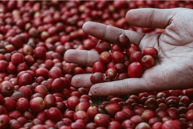 Café de Yemen: Guía de granos y notas de sabor