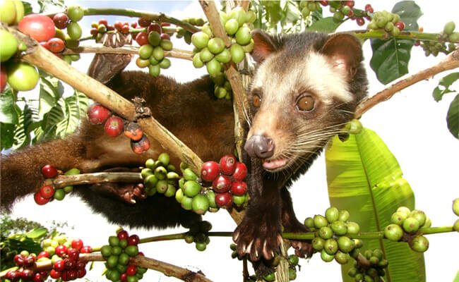 Café Kopi Luwak: Guía completa de cafés de civeta